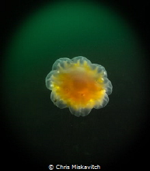 Lion's Mane Jelly of the coast of New England by Chris Miskavitch 